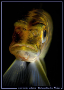 Great look of a small Pike Fish - yesterdays dive... Que ... by Michel Lonfat 